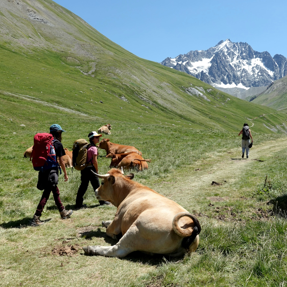 Des jeunes du Trièves marchent dans le massif des Ecrins et passent à côté d'une vache